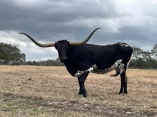 BAYOU'S TROPHY
